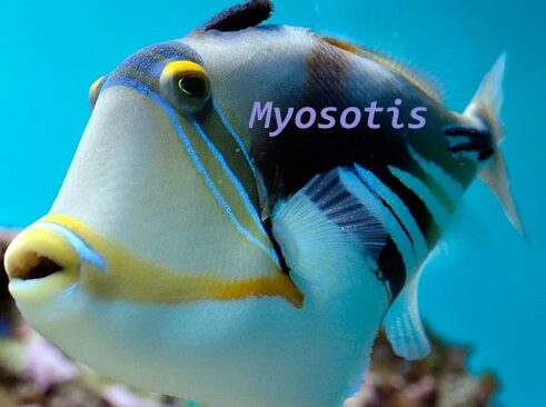 L'inauguration de la Maison d'Accueil des Familles